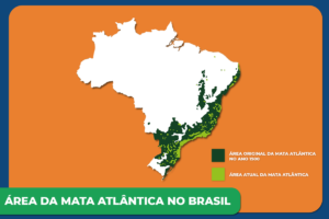 Biomas brasileiros: quais são, características - Brasil Escola